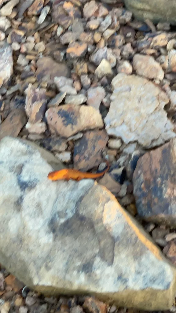 Eastern Newt