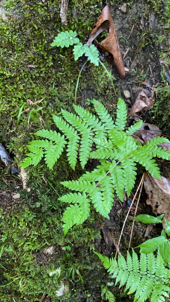 Broad Beech Fern