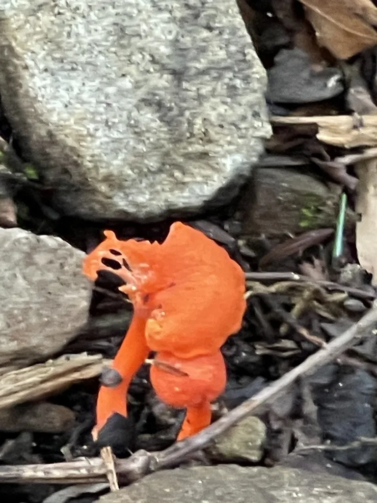 Red Chanterelle