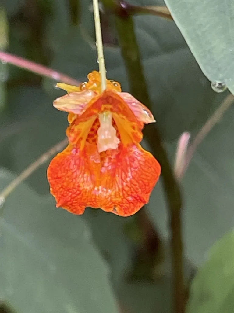 Common Jewelweed