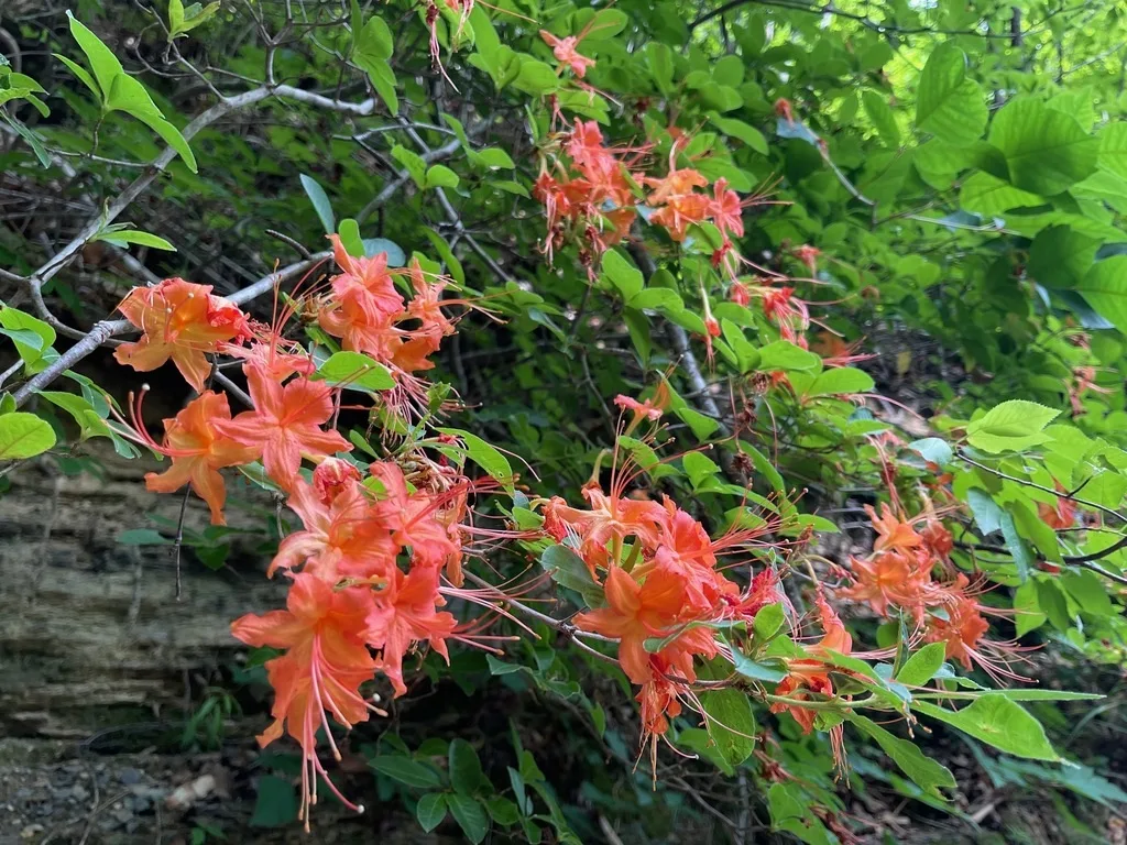 Coral-orange Cumberland Rhododendron flowers among green leaves and woodland branches