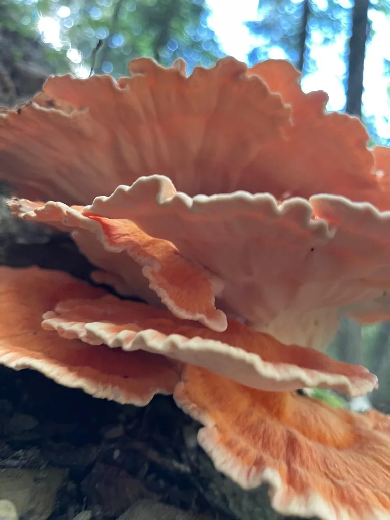 White-Pored Chicken of the Woods — The underside and the thin, light-catching shelf edges.