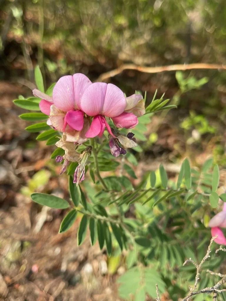 Goat's Rue