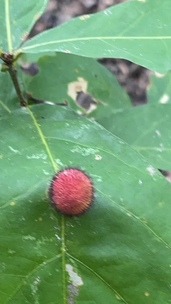 Acraspis