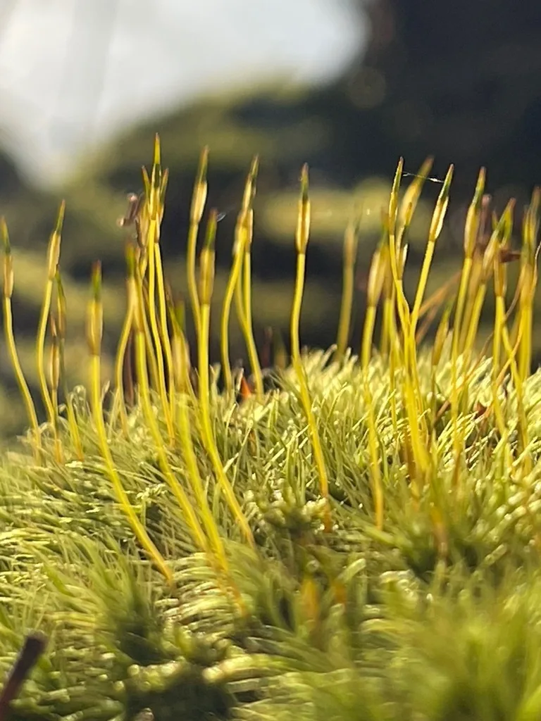 Broom Forkmoss
