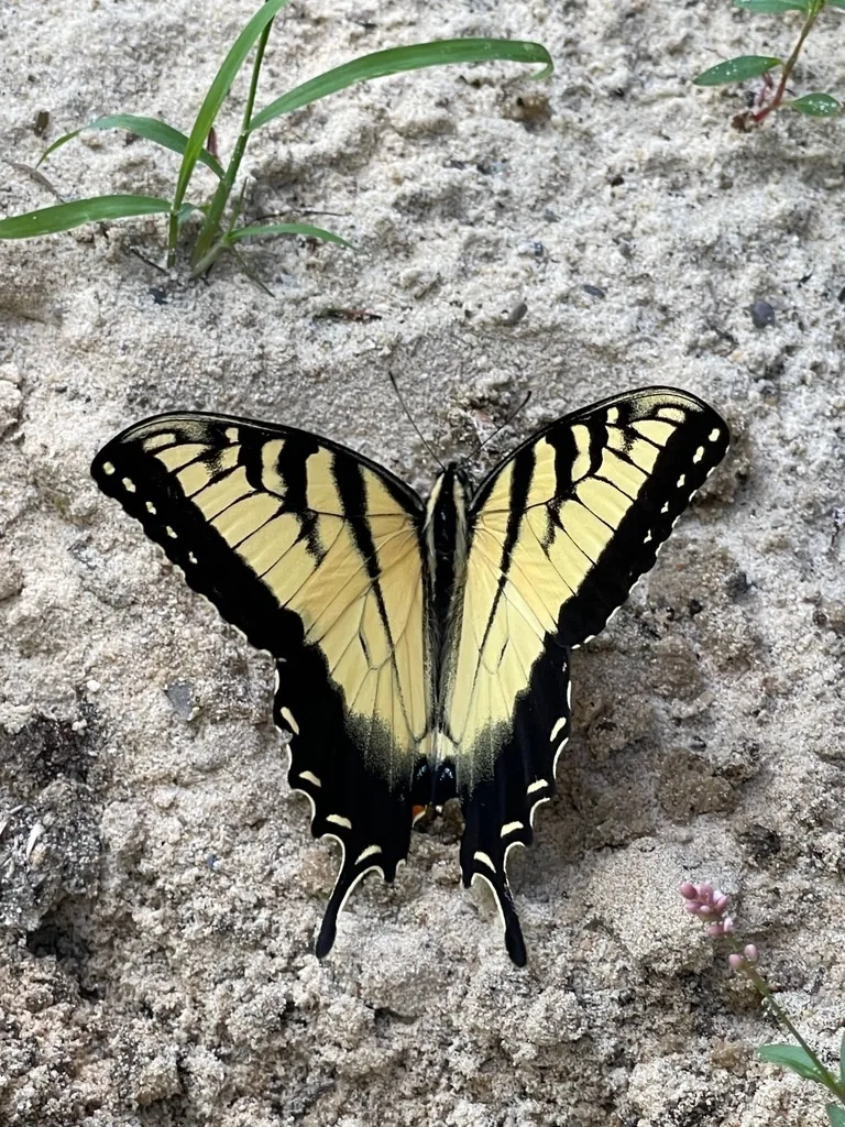 Eastern Tiger Swallowtail