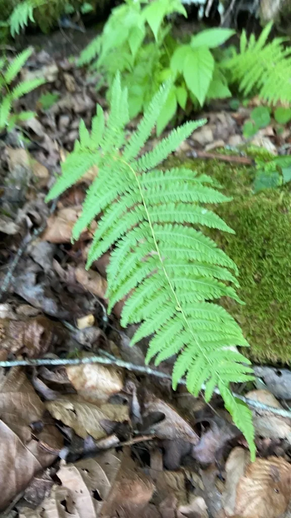 New York Fern