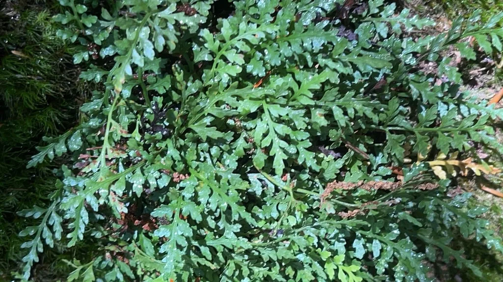 Mountain Spleenwort