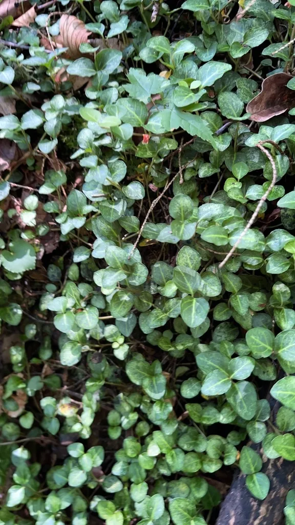Partridgeberry