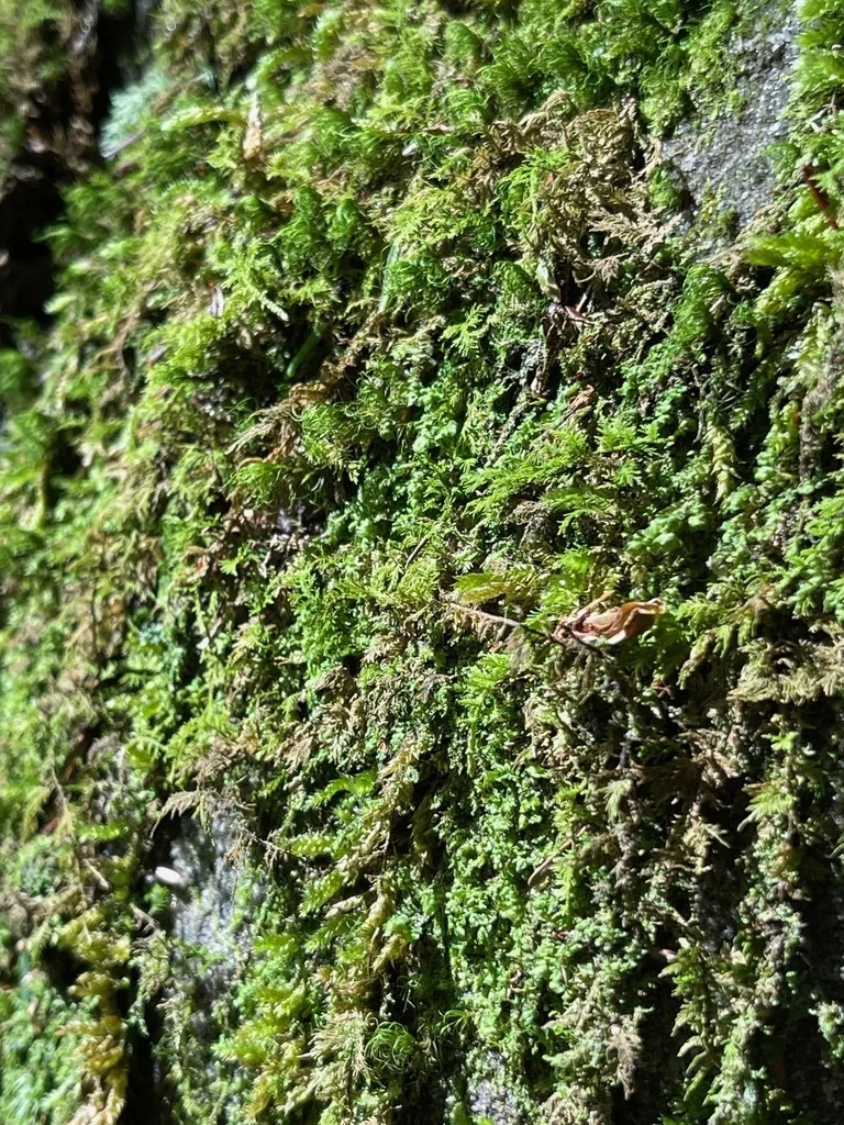Alleghany Thamnobryum Moss