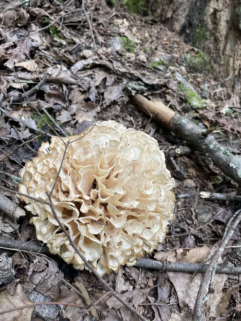 Eastern Cauliflower Mushroom