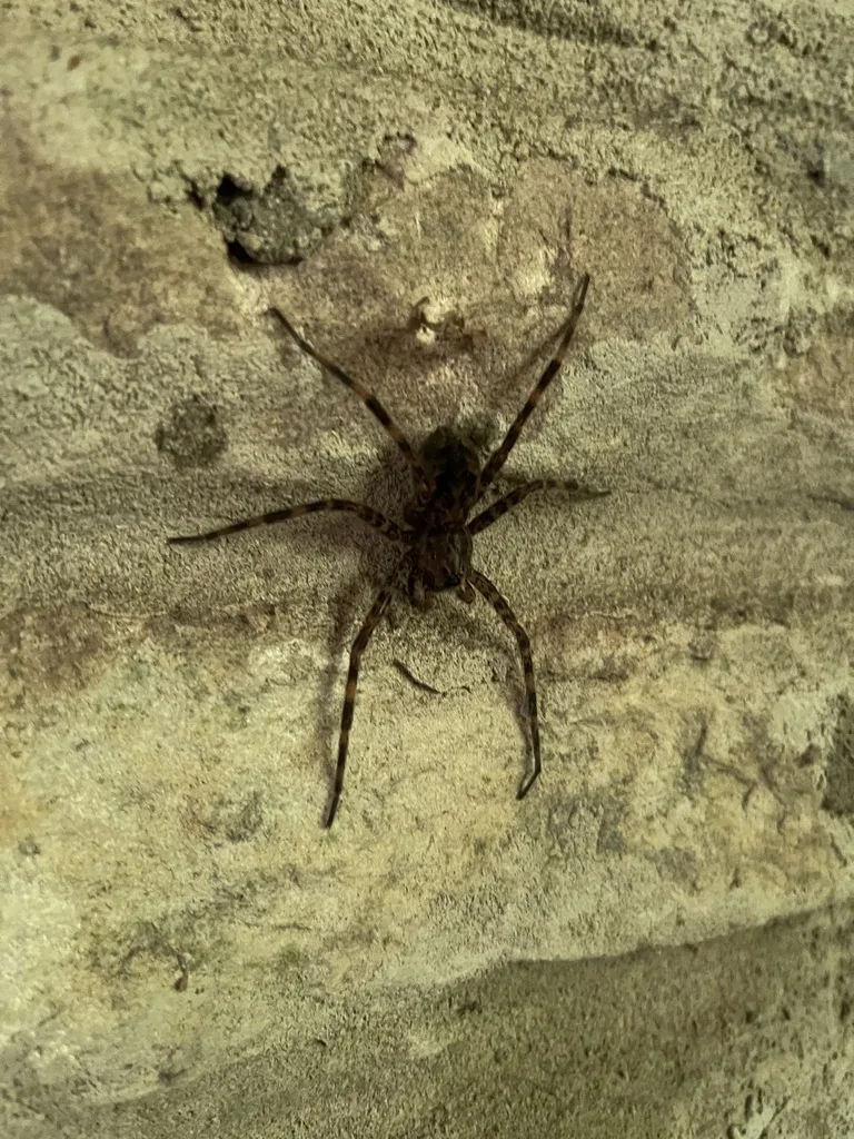 Fishing Spiders