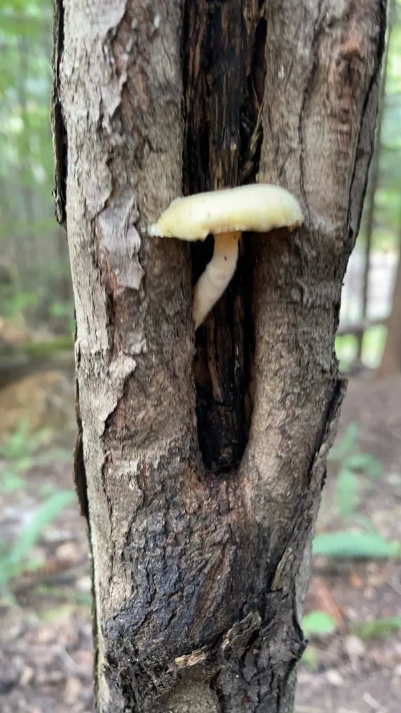 Lynx Paw Oyster