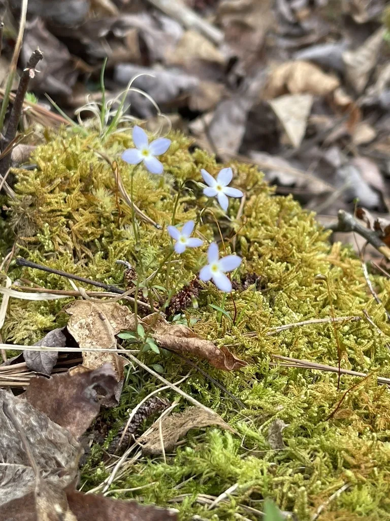 Azure Bluet