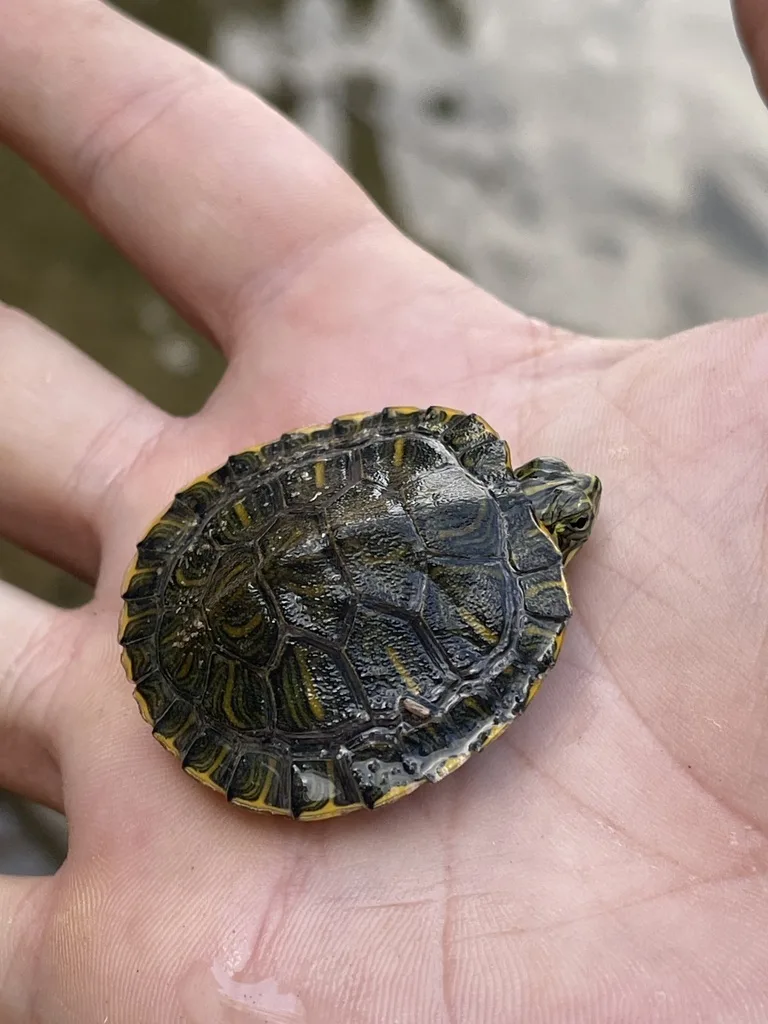 Red-Eared Slider
