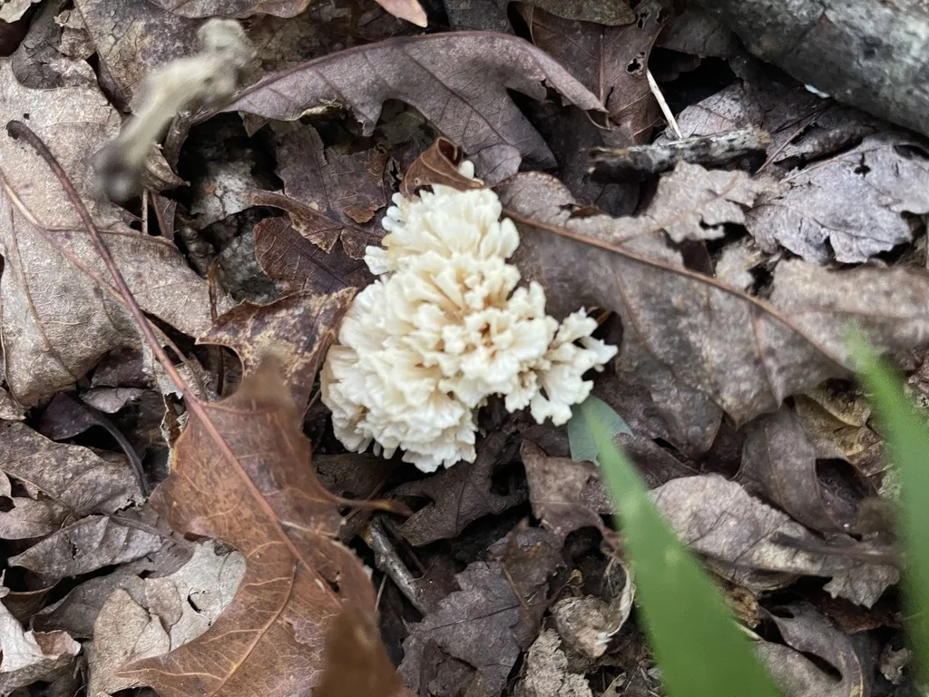 Jellied False Coral Fungus
