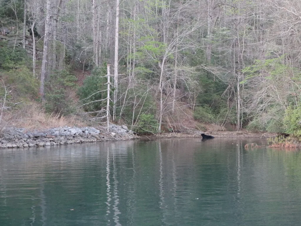Eastern Black Bear