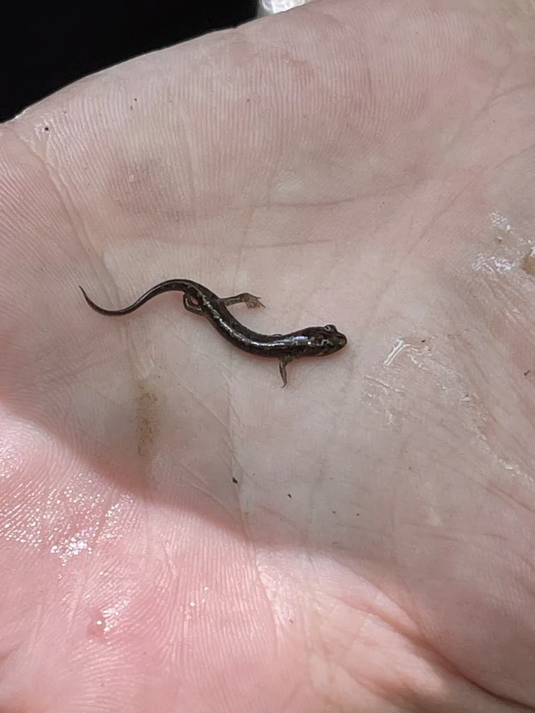 Dusky Salamanders