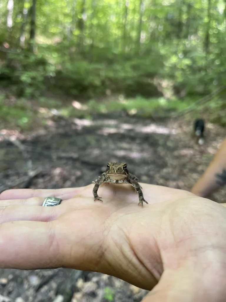 American Toad
