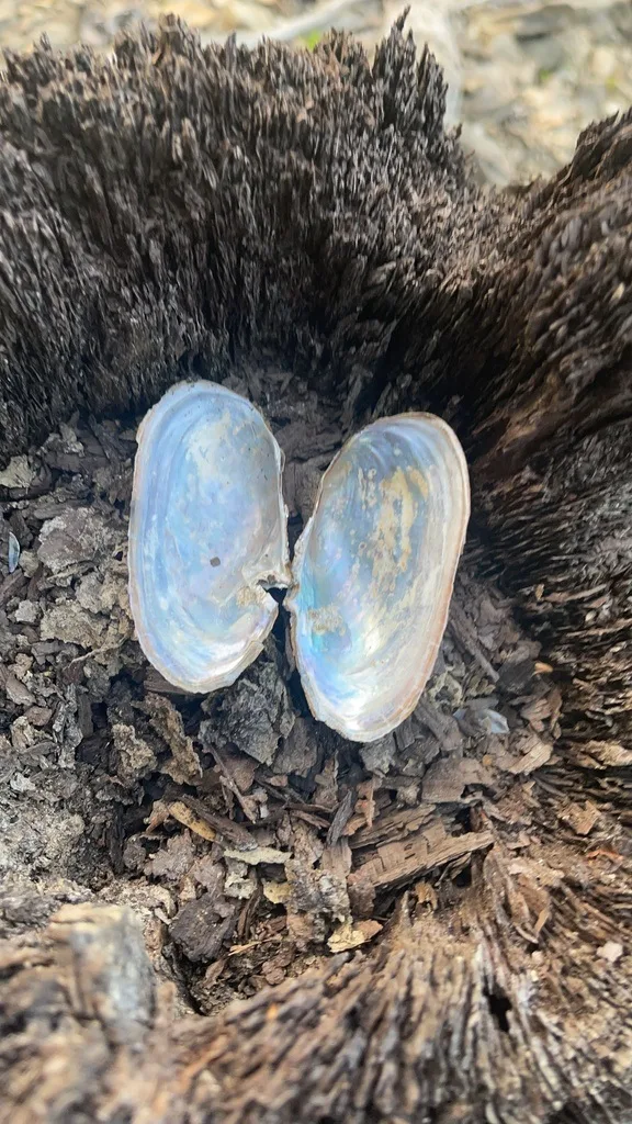 Anodontini