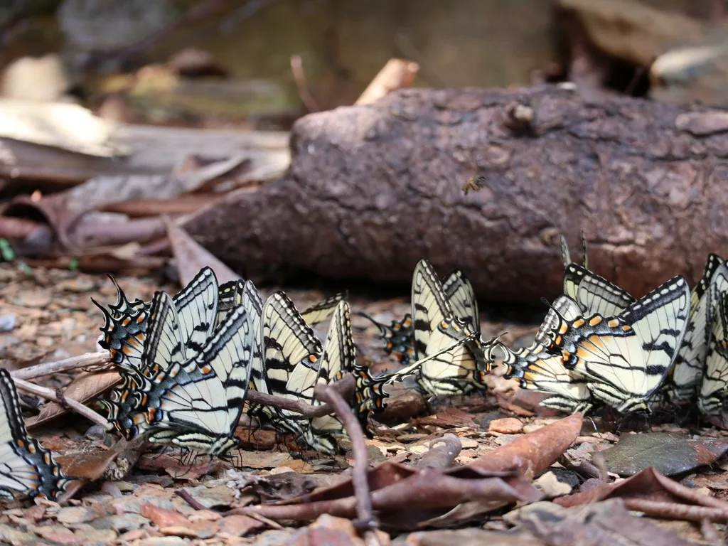 Appalachian Tiger Swallowtail