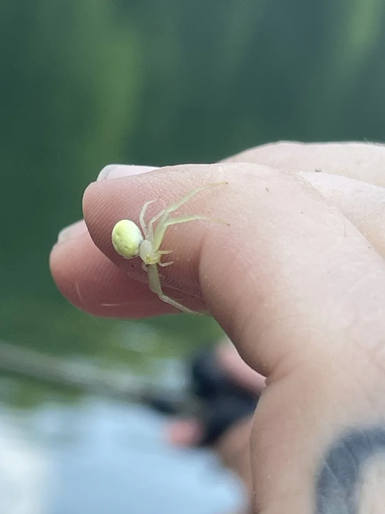 American Green Crab Spider