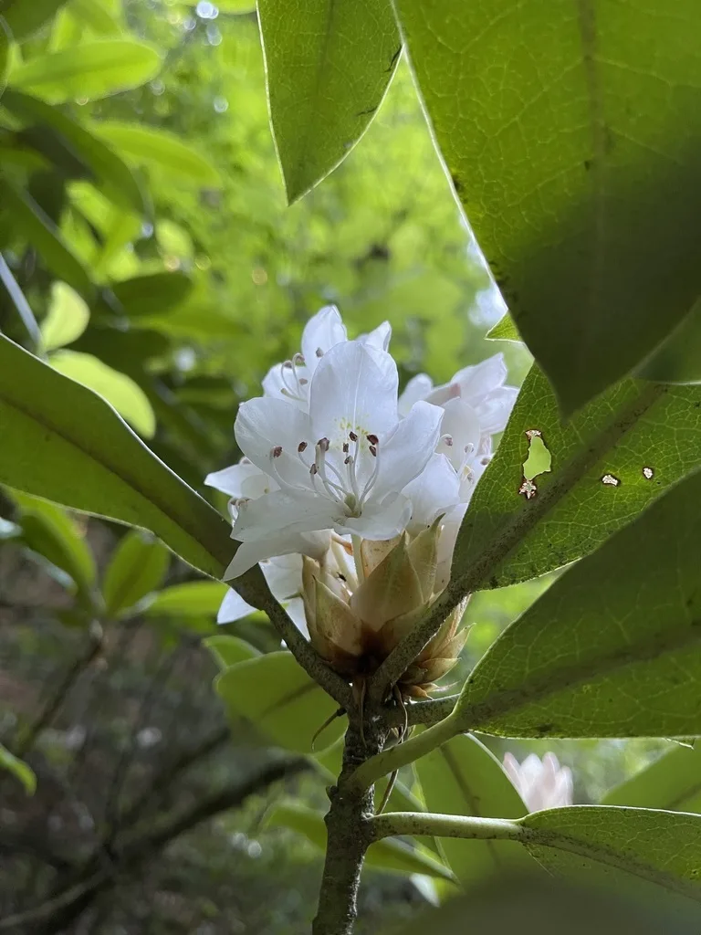 Great Rhododendron