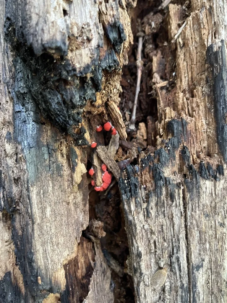 Red Raspberry Slime Mold