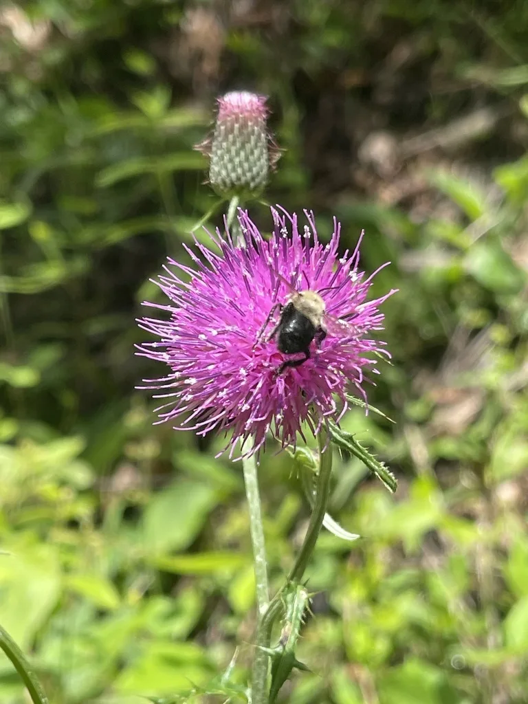 Eastern Thistle Longhorn Bee