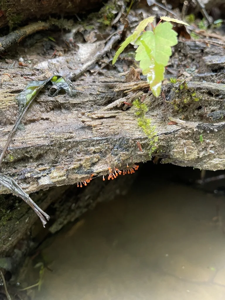 Hemitrichia