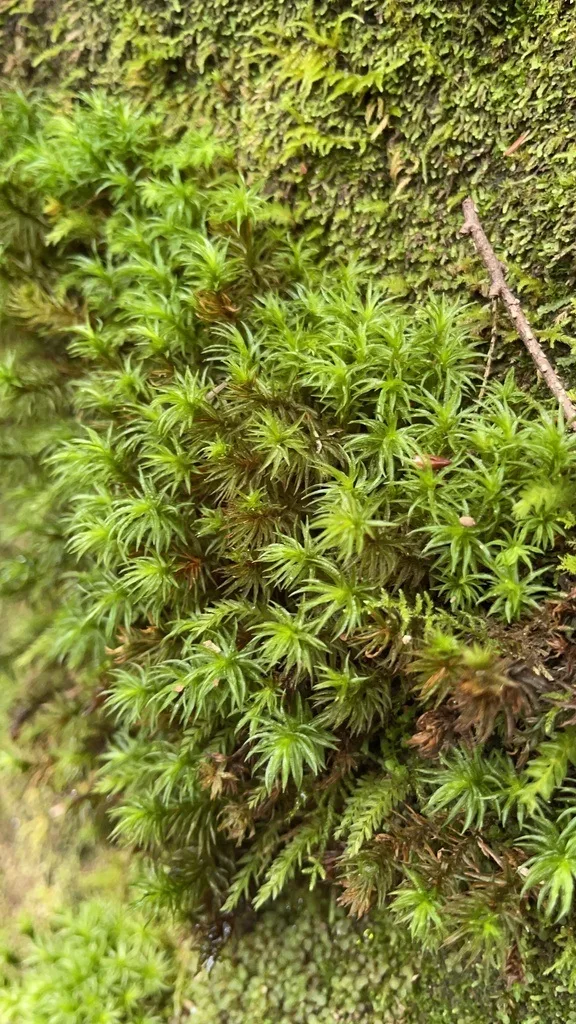 Smoothcap Mosses