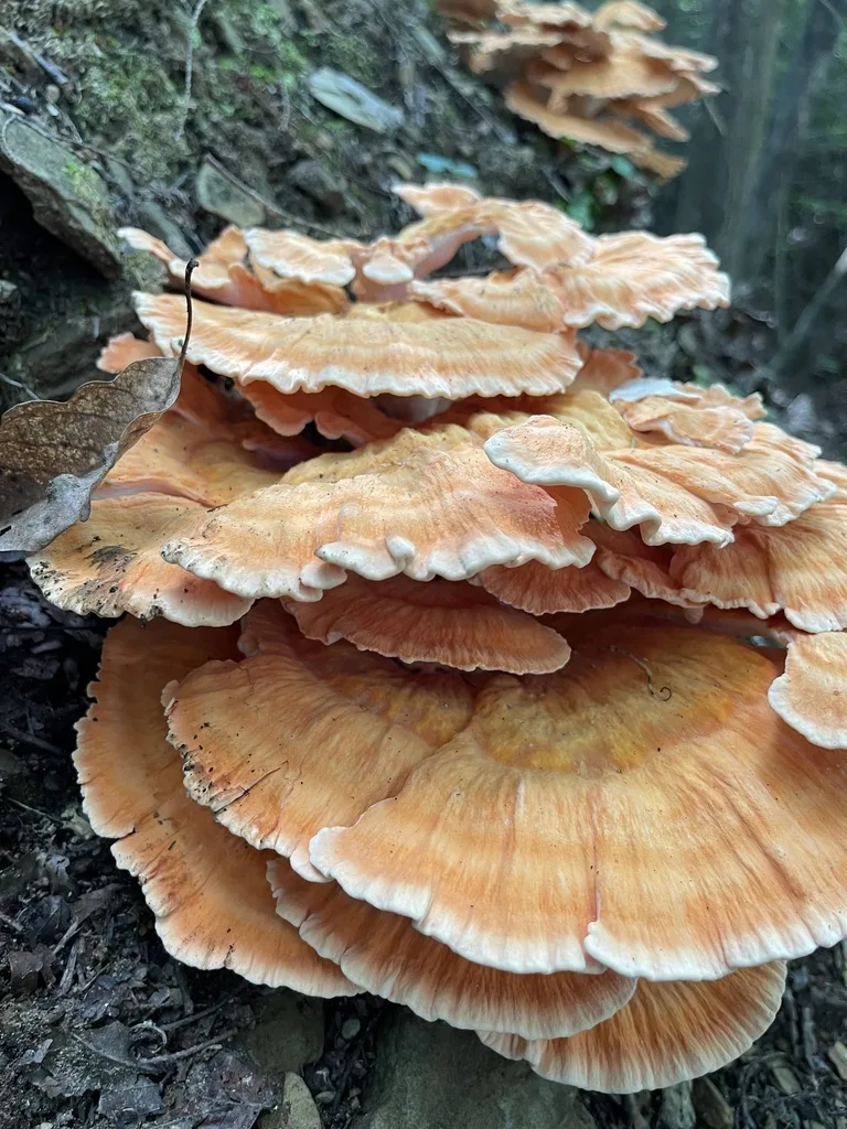 White-Pored Chicken of the Woods