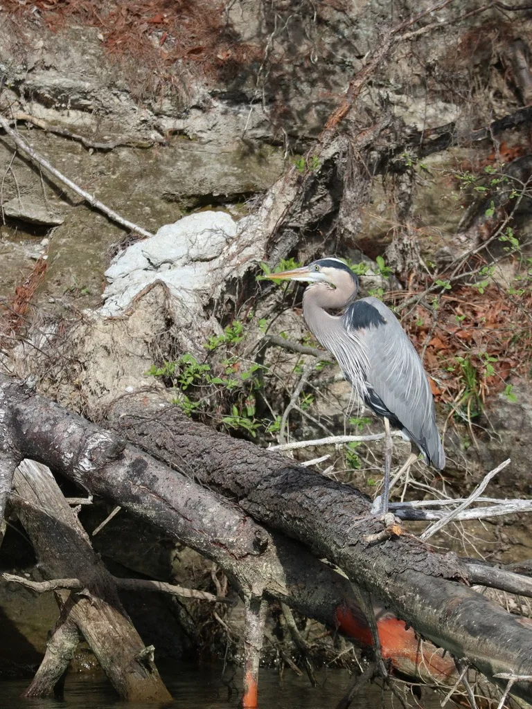 Great Blue Heron