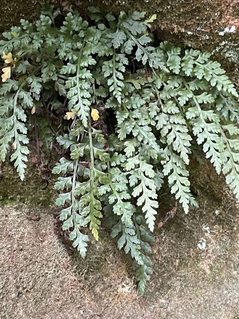 Mountain Spleenwort