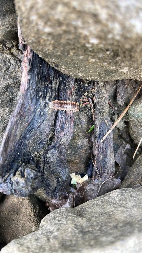 Georgia Flat-Backed Millipede