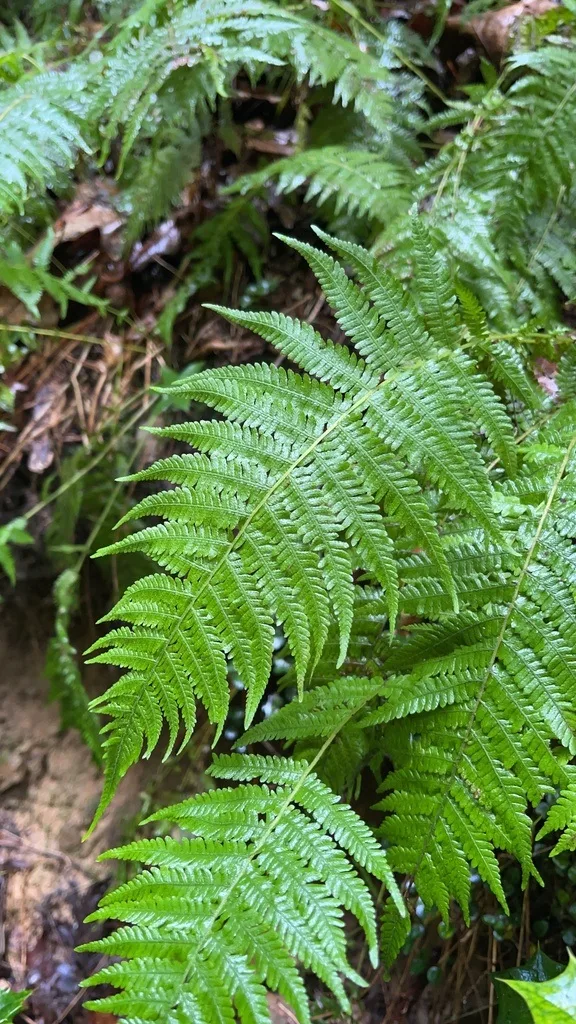 Marsh Fern Family
