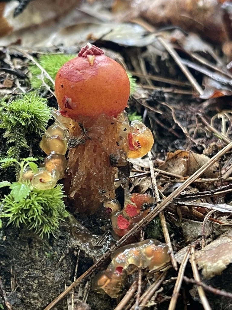 Stalked Puffball-in-Aspic