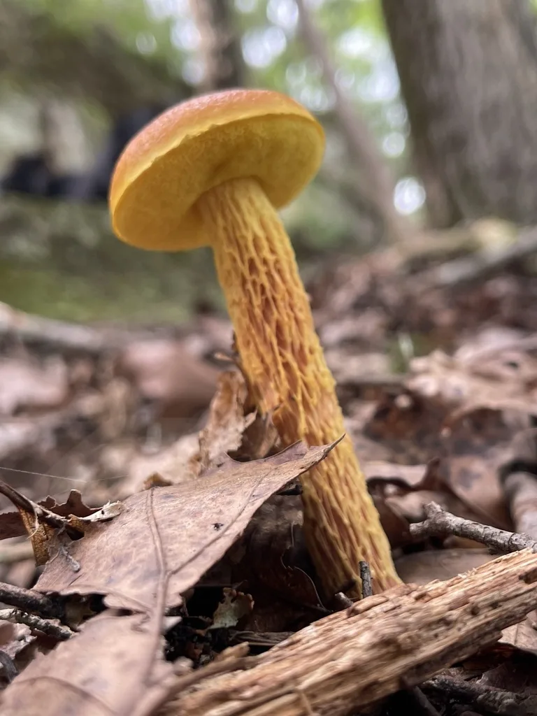 Shaggy-Stalked Bolete