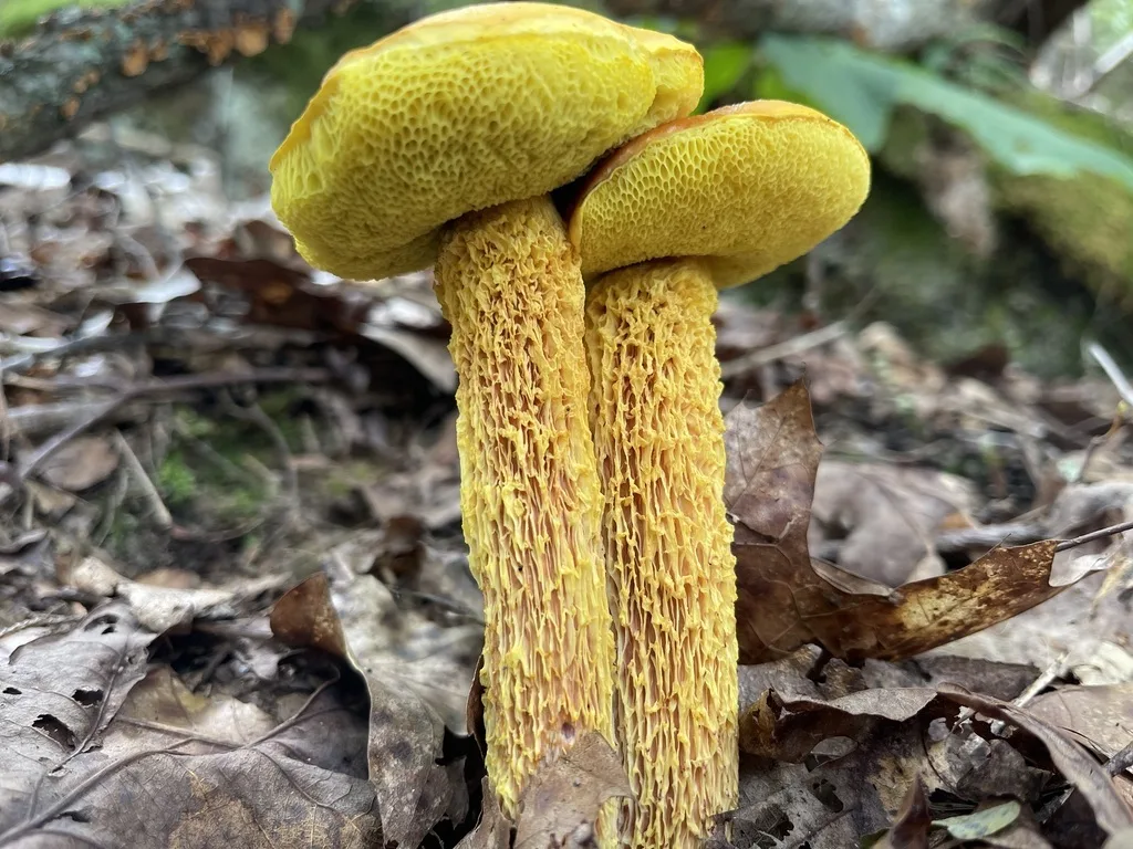 Shaggy-Stalked Bolete