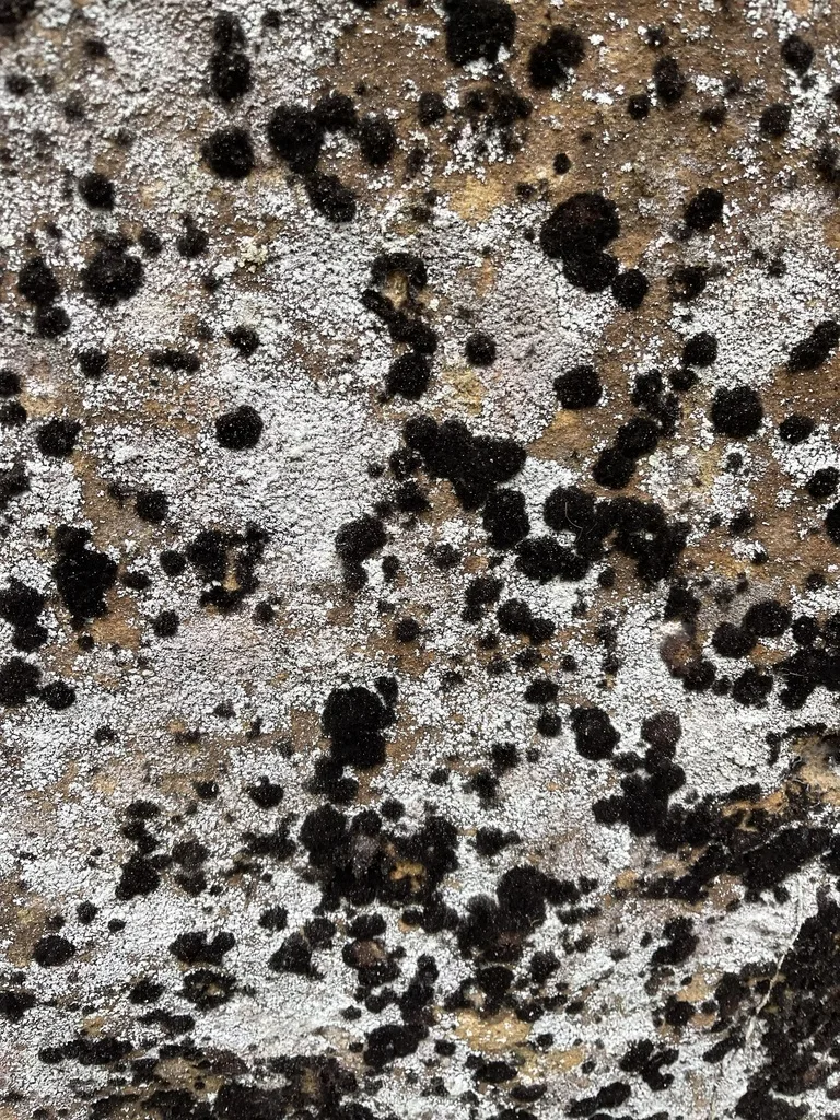 Slime Molds