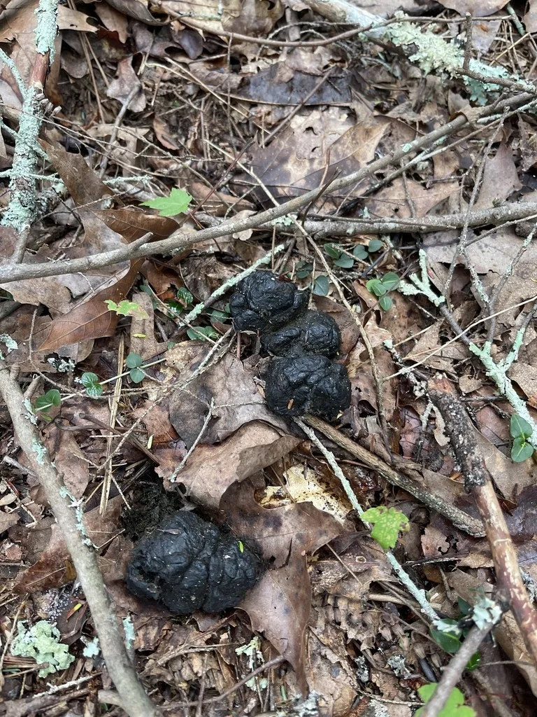 American Black Bear