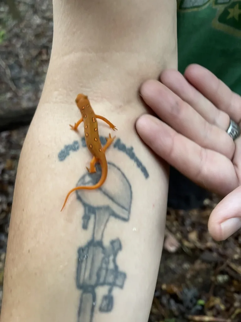 Eastern Newt