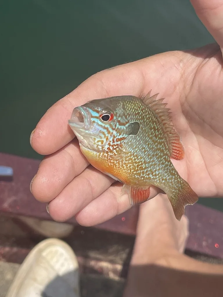 Longear Sunfish