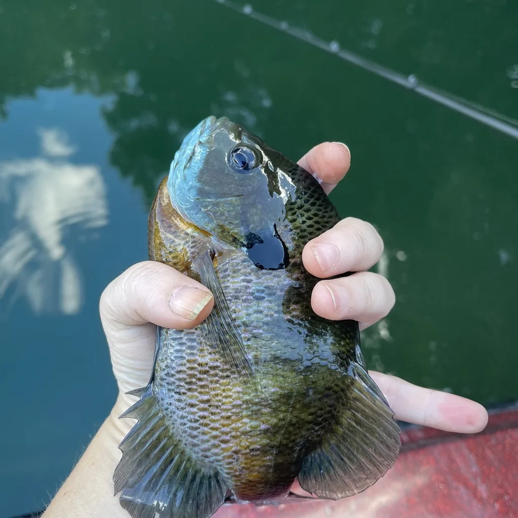 Bluegill