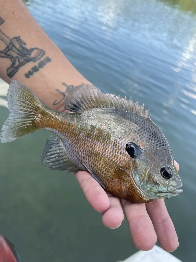Bluegill