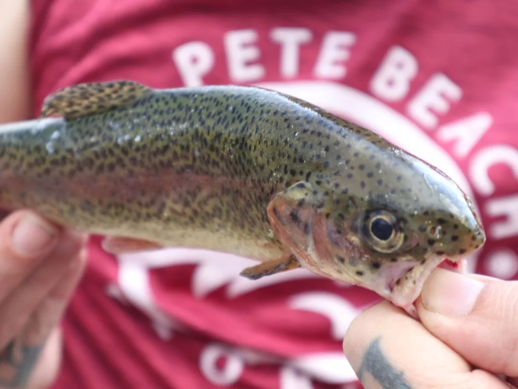 Rainbow Trout
