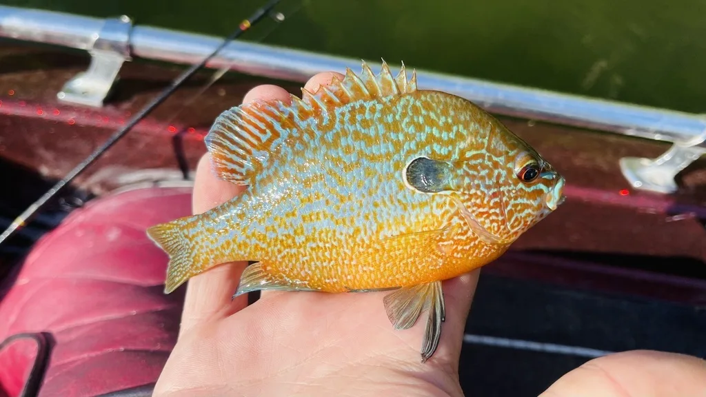 Longear Sunfish
