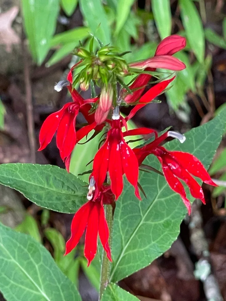 Cardinal Flower