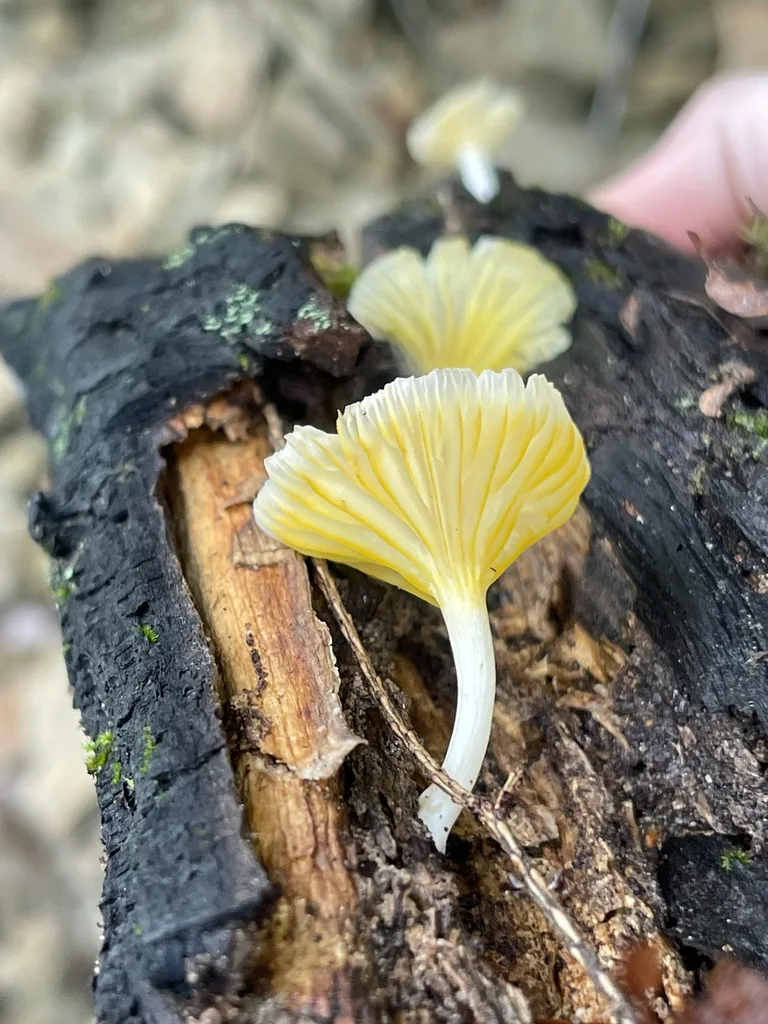 Golden-Gilled Gerronema