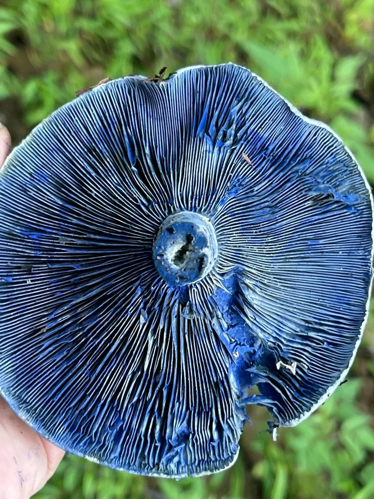Indigo Milk Cap